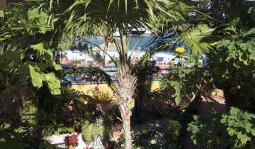 Een oasis - een tropische tuin